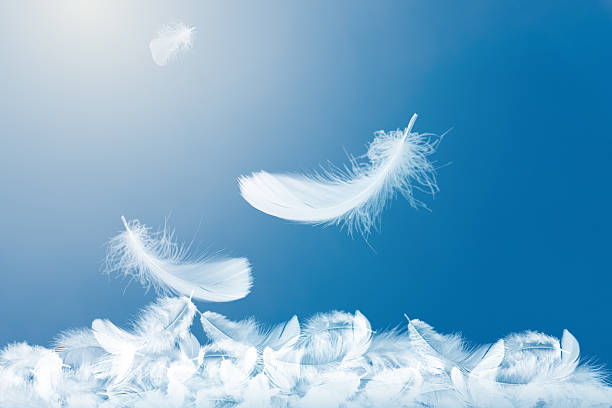 istock Many Soft White Feathers Falling in The Sky. Fluffy Downy, Peace. Softness Floating Feathers. 2238459293
