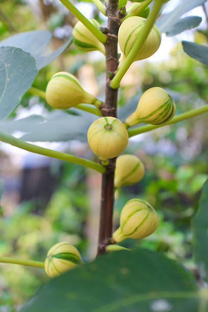 Close-Up Of Yellow Green Figs,Called Panache Fig, On A Branch With Leaves In A Sunny Garden
