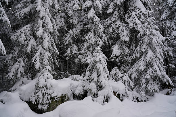 Winter Snow Covering Evergreen Pine Tree Woods Forest Landscape