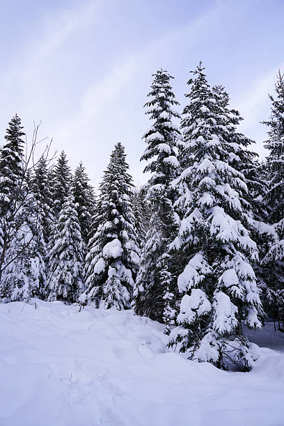 istock Snow winter in the pine trees forest 2238462483