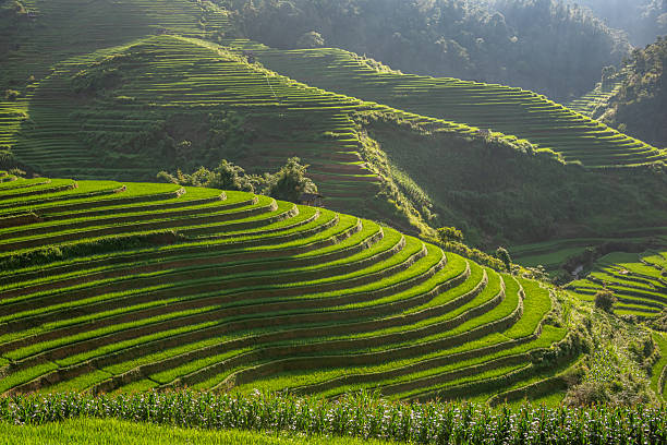 istock Rice fields on terraces of Mu Cang Chai, Vietnam. 2238464772
