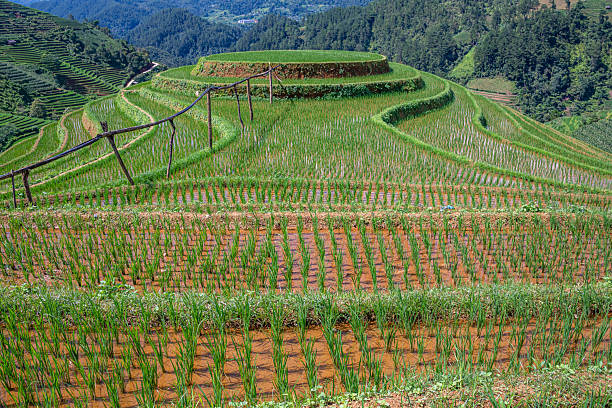 istock Rice fields on terraces of Mu Cang Chai, Vietnam. 2238464950