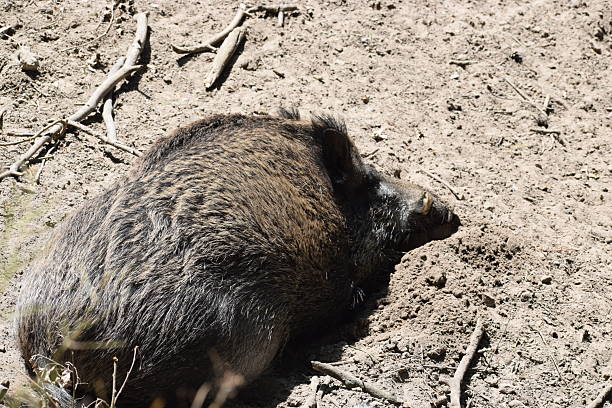 Wild boar standing among grass and bushes in the forest.