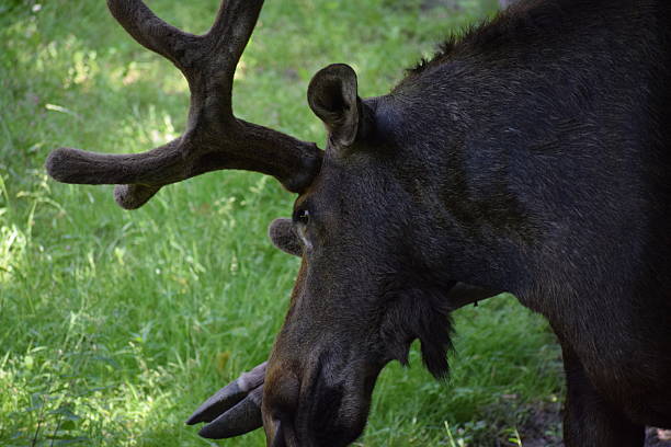 Early morning image of lone moose foraging through a wooded area, in search for the perfect leafy meal.Taken near Grand Teton National Park, Wyoming, USA