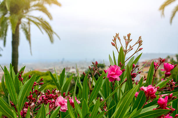 Bright pink oleander flowers in full bloom with a view of Barcelona city and palm trees in the background.