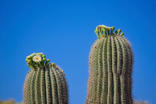 istock Saguaro Cactus, Carnegiea gigantea, blooming, Arizona. 2238465607