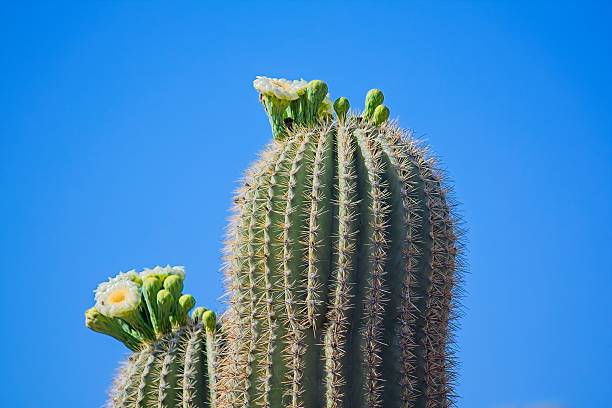 istock Saguaro Cactus, Carnegiea gigantea, blooming, Arizona. 2238465634
