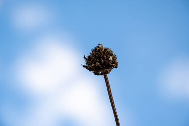 Dried flower in foreground with misty mountains in soft morning light