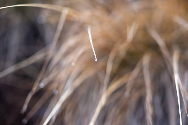 A dew-kissed green blade of grass, captured in a close-up shot, glistens with morning freshness. The blurred green background adds to the sense of tranquility and natural elegance