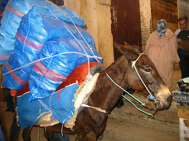 A donkey stands beside textured walls and stacked materials in a narrow alley of Fez. The image reflects traditional forms of transport still present in the medina.
