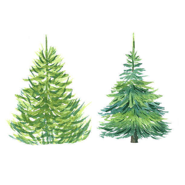 istock Christmas tree, pine tree, set of watercolor illustrations for design 2238470005