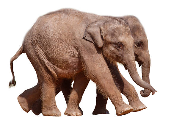 Two elephants walking together on a white background. The elephants are small and appear to be enjoying their walk