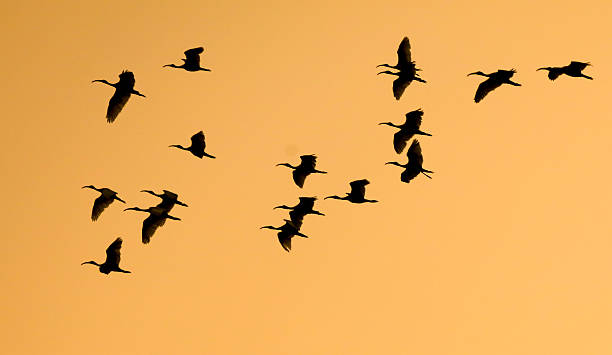 istock A flock of birds flying in the sky 2238470388
