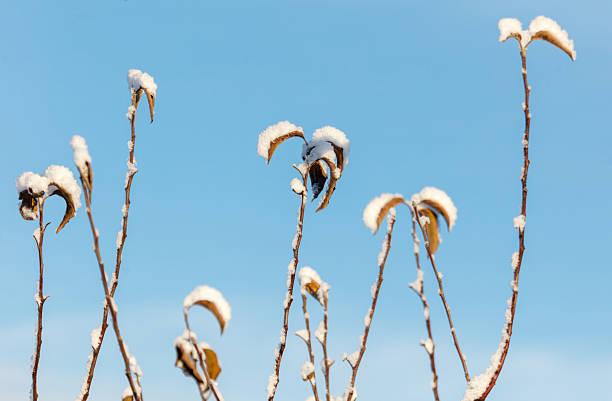 Medium view in the snow