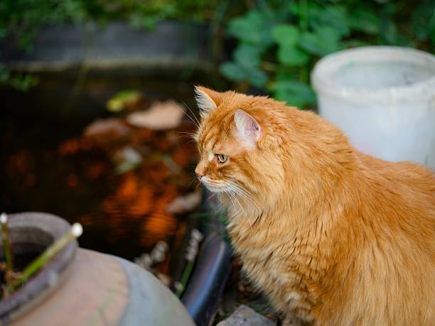 Ginger cat that is seating near small garden pond in backyard.
