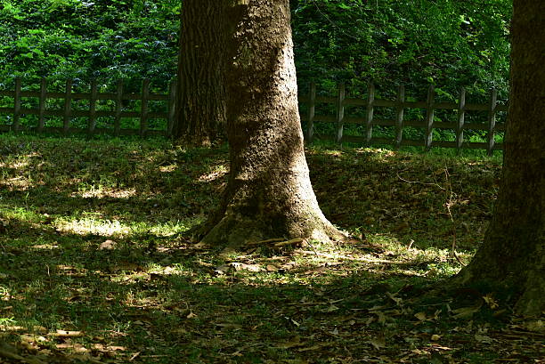 istock The scenery of forest 2238477599