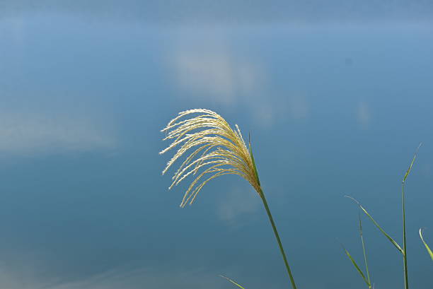 istock The pampas grasses and water surface 2238477775