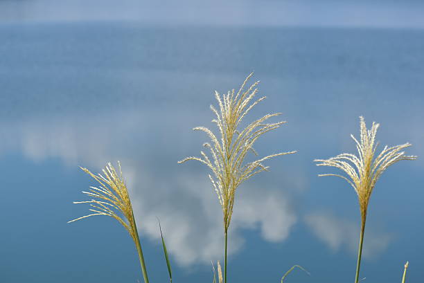 istock The pampas grasses and water surface 2238477779