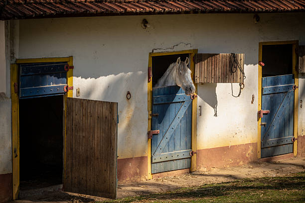 This picture taken in rural Brazil shows a rustic stable with brightly painted blue wooden doors framed in yellow. A white horse is seen poking its head out of one of the stable doors, catching the sunlight. The stable’s weathered walls, tiled roof, and earthy tones reflect the charm of traditional countryside architecture.
