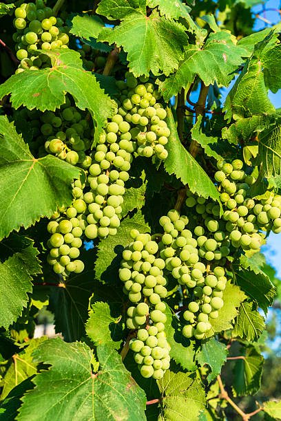 istock Green Wine Grapes on Vineyard Vine 2238480093
