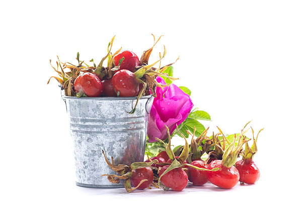 Large red rose hips in a bucket isolated on white background.