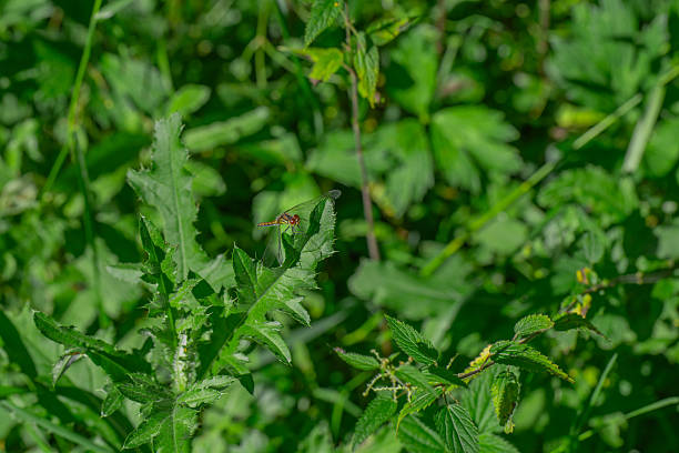 A red dragonfly sitting on a green leaf of dioecious nettle among bushes