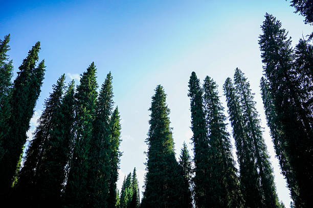 Grasslands, mountains, pine forests and the azure sky