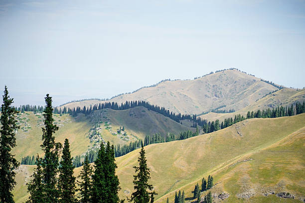 Grasslands, mountains, pine forests and the azure sky