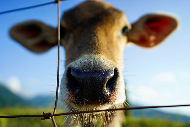 istock The cows grazing on the grassland 2238482415