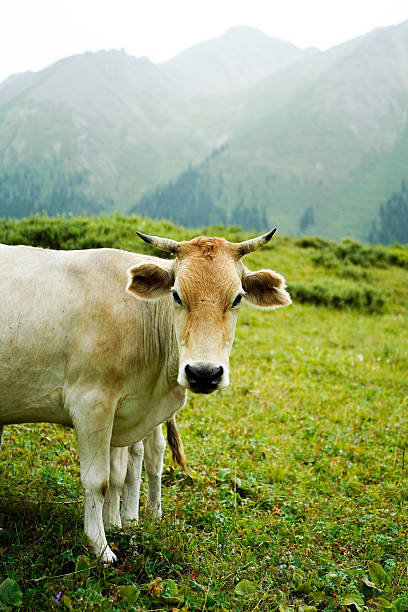 Swiss Milk cow grazing on the alm meadow over the Lake Lucerne