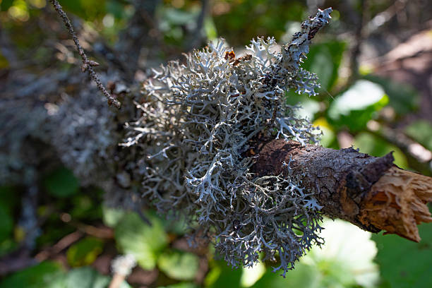 istock reindeer moss, green lichen on tree branches in the middle of a summer forest 2238482457