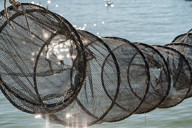 istock fishing net used by fishermen inside the lagoon, Comacchio, Ferrara 2238484008