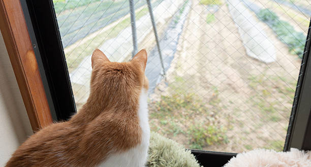 istock The back view of a cute cat looking out the window 2238485021