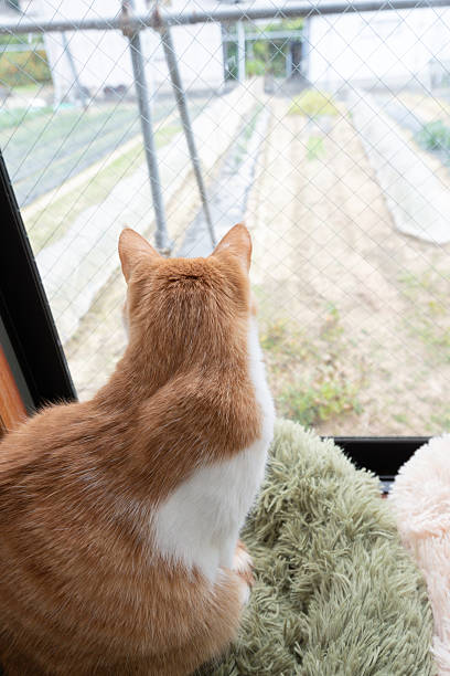 istock The back view of a cute cat looking out the window 2238485041