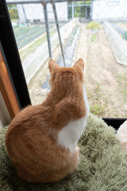 istock The back view of a cute cat looking out the window 2238485046