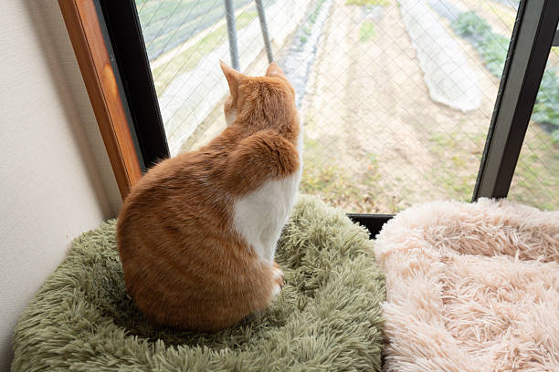 The back view of a cute cat looking out the window