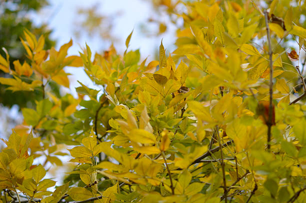 istock tree branches with colorful autumn leaves in the forest 2238485091