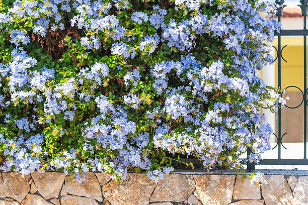 istock Flowering plumbago hedge stands behind a black metal gate 2238486252