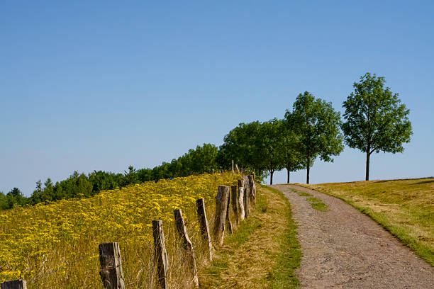 A serene trail with tall trees and a rustic fence, ideal for nature walks, relaxation, and exploration