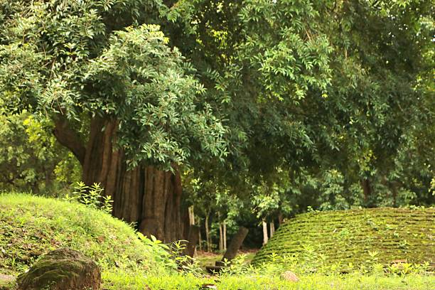 A peaceful look of the nature