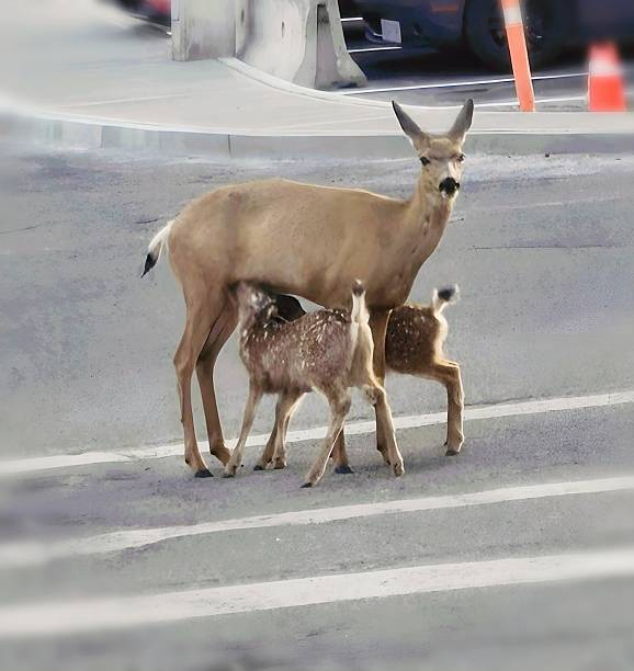 istock Momma Deer and her twins 2238491158