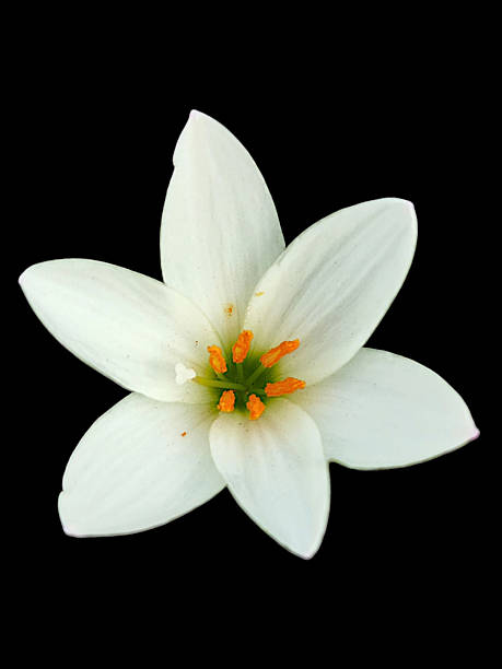 istock A single white rain lily flower 2238492774