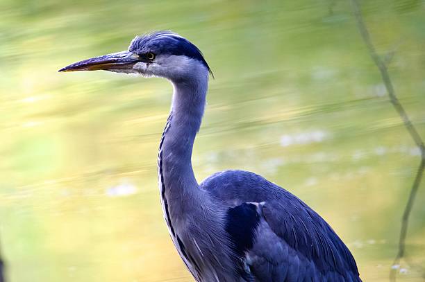 istock Single grey heron stood against colourful water 2238496152