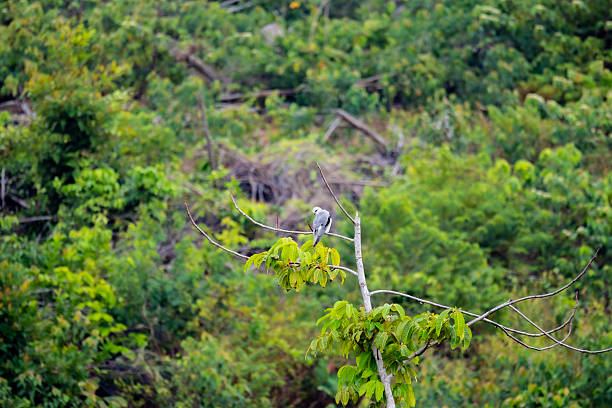 Black-winged kite (Elanus caeruleus) or black-shouldered kite perched on a tree branch against a lush foliage background. White bird standing on tree top