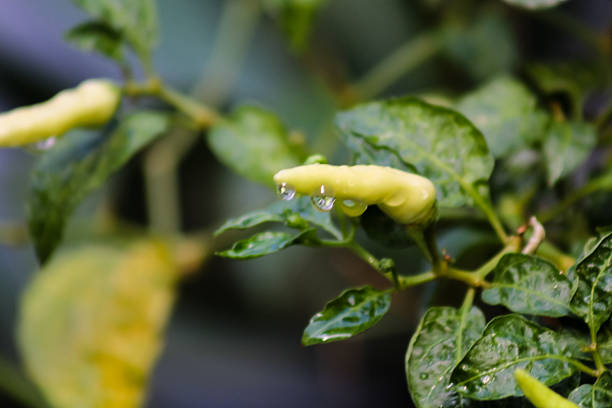 Fresh green chili pepper with water droplets on plant, close-up macro shot, natural freshness and organic farming concept, perfect for food, agriculture, and health themes