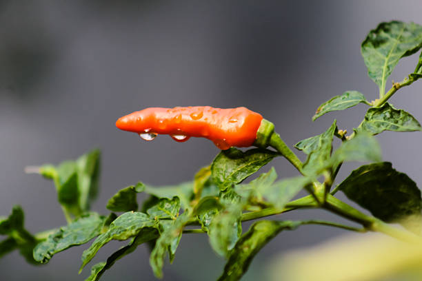 A beautiful view of the chili peppers on the tree.