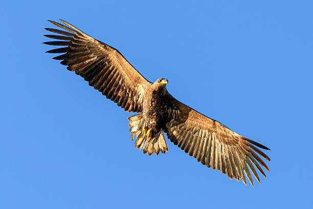 White-tailed eagle or sea eagle (Haliaeetus albicilla) hunting in the sky over a Fjord near Vesteralen island in Northern Norway.