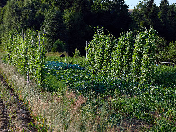 Growing vegetables like peas, cabbage, tomatoes, onions, carrots, parsley, cucumbers, dill, and more at home is a symbol of healthy eating.
