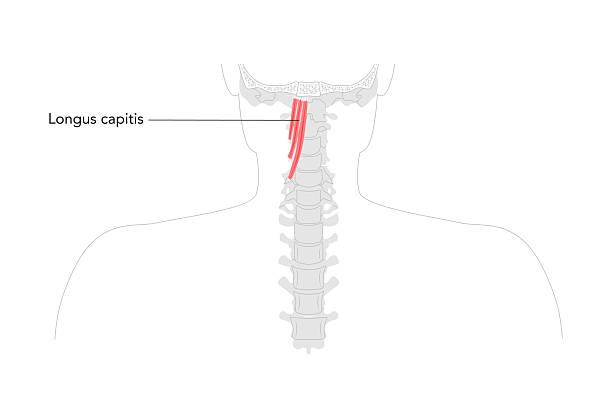 istock Longus capitis - Labeled anterior neck muscle shown in anatomy illustration, acts as weak flexor and lateral rotator 2238507804