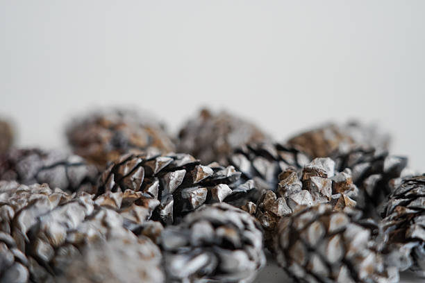 Close-up of pine cones with white frosted texture. Perfect for Christmas, New Year, rustic winter decoration and seasonal backgrounds.